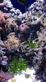 Close-up of coral swimming in sea