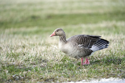 Side view of a bird on field