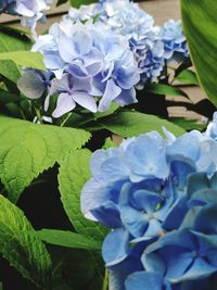 Close-up of purple hydrangea blooming outdoors