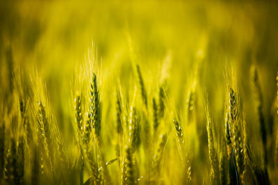 Close-up of wheat field