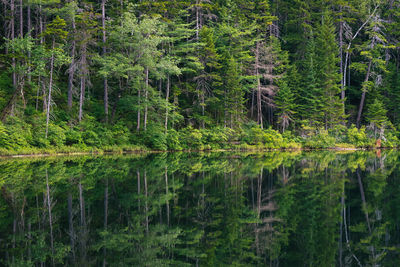 Scenic view of pine trees in forest