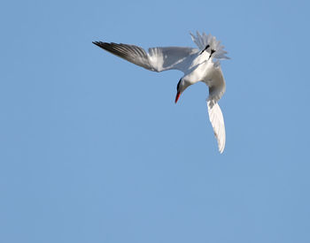 Low angle view of seagull flying