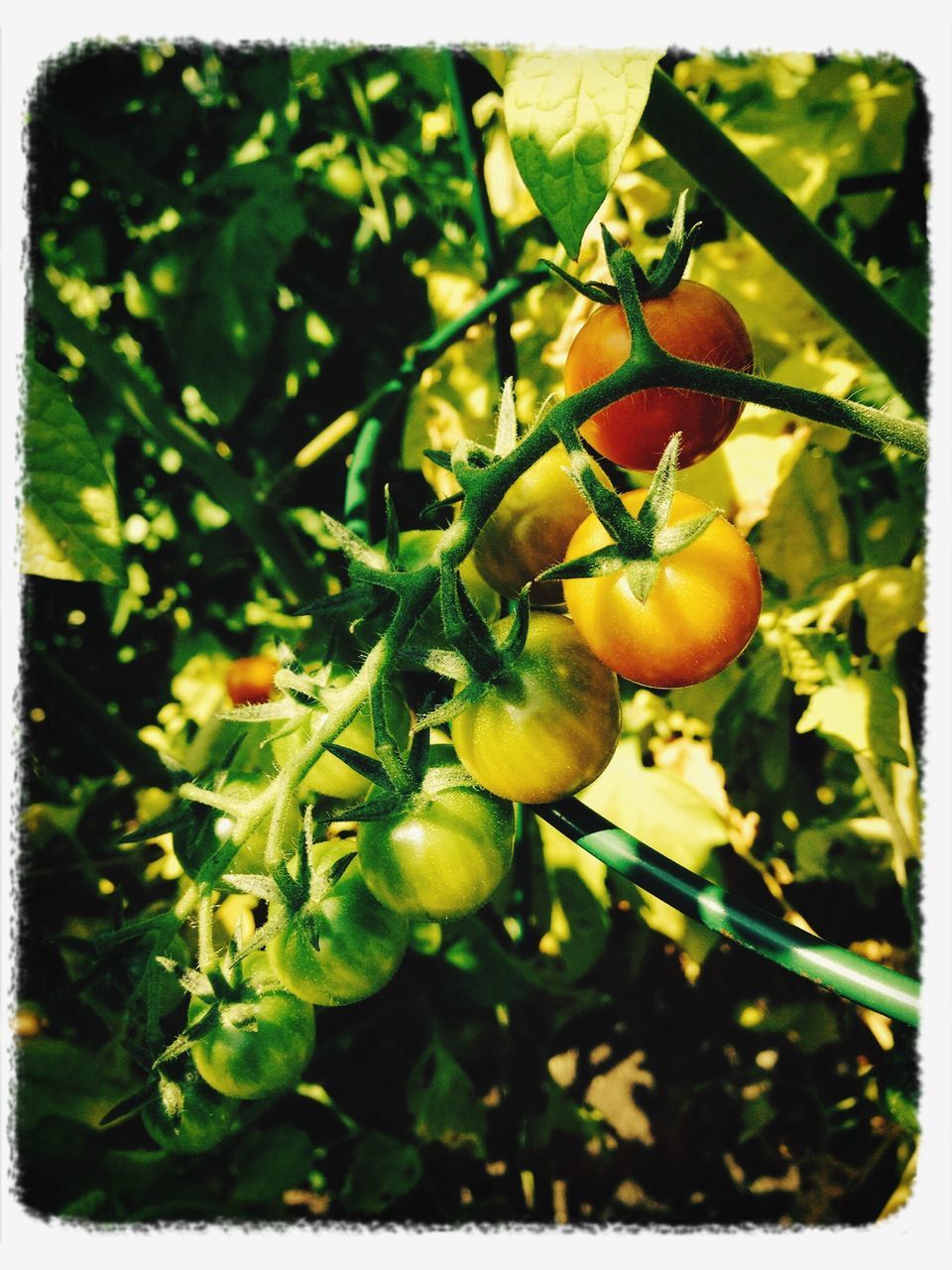 food and drink, fruit, food, freshness, healthy eating, growth, transfer print, leaf, tree, green color, ripe, close-up, auto post production filter, branch, plant, nature, focus on foreground, day, growing, bunch