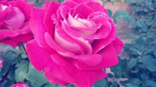 Close-up of pink rose