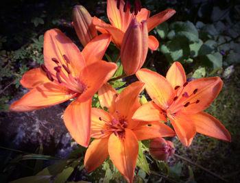 Close-up of orange day lily blooming outdoors