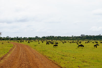 Animals grazing on field