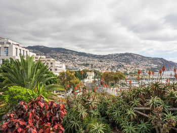 Plants growing in city against sky