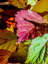 Close-up of maple leaves during autumn