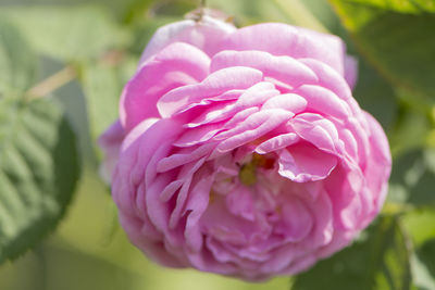 Close-up of pink rose flower