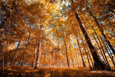 Trees in forest during autumn