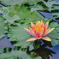 Close-up of lotus water lily in lake