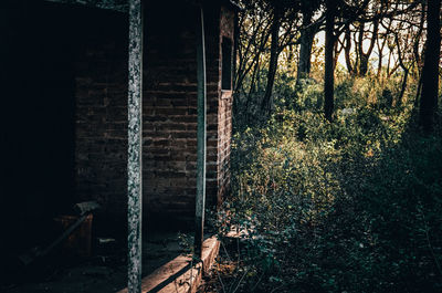 Plants growing by wall in forest