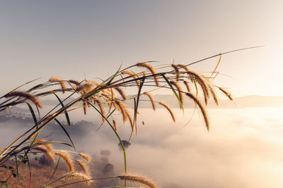 Close-up of stalks against sky at sunset