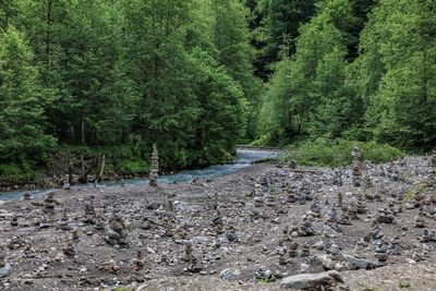 Road amidst trees in forest