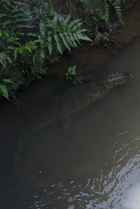 High angle view of trees by lake