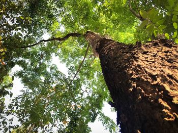 Low angle view of a tree