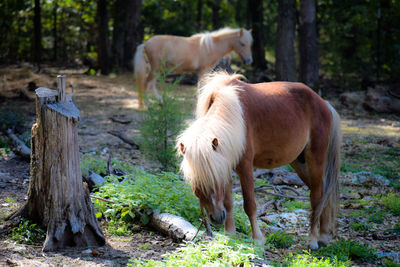 Horses in a field