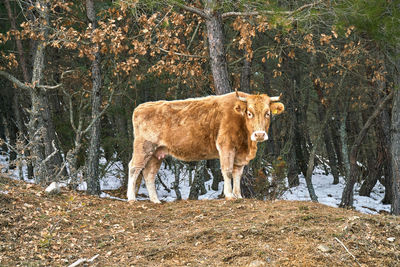 Cow standing on field against trees