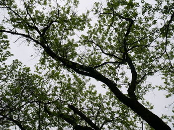 Low angle view of trees against sky