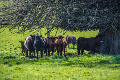 Bison standing by bare tree on grassy field