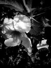 Close-up of flower blooming on tree