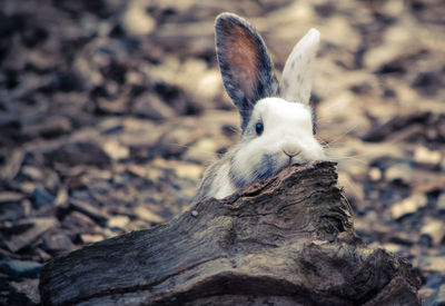 Close-up of rabbit on wood