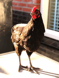 Close-up of a bird