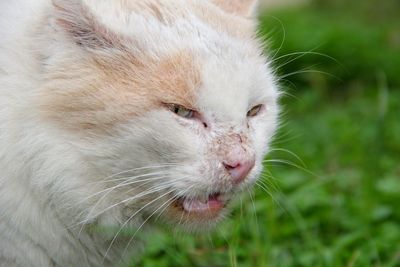 Close-up of cat