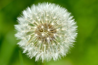 Close-up of dandelion flower against blurred background