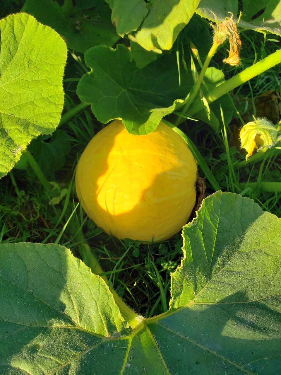 CLOSE-UP OF YELLOW LEAF