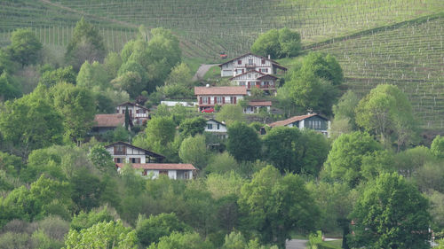 Trees and houses in village