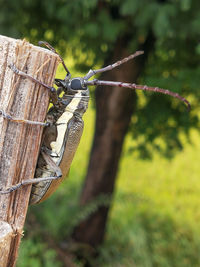 Close-up of lizard on wooden post