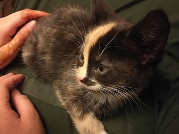 Midsection of person hand with cat