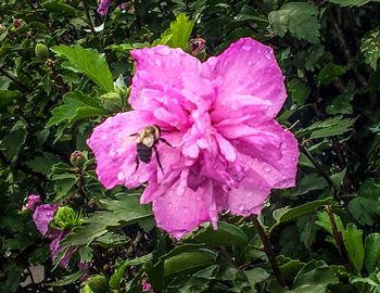 Close-up of pink flowers in park