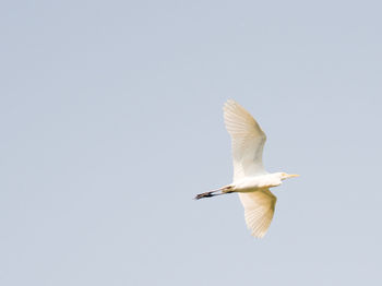 Low angle view of bird flying against clear sky