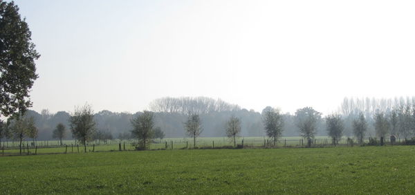 Trees on field against clear sky