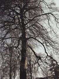 Low angle view of tree in forest