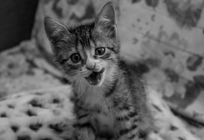 Close-up portrait of cat