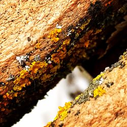 Close-up of lichen on autumn leaves