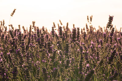 Close-up of purple flowering plants on field against sky