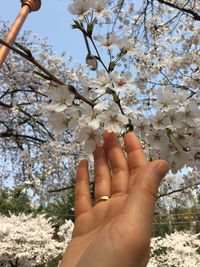 Close-up of hand holding cherry blossom