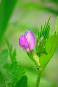 Close-up of pink flowering plant