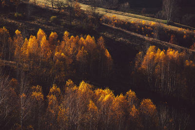 Scenic view of trees by lake during autumn