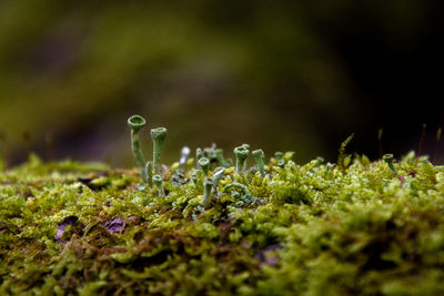 Close-up of mushrooms growing on moss