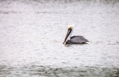 Bird swimming in lake