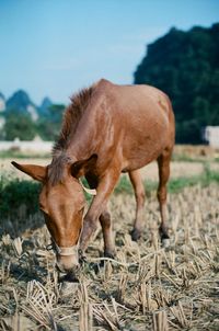 Horse grazing in field