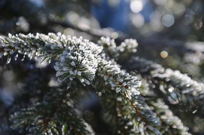 Close-up of snow covered pine tree