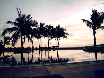 Palm trees at sunset