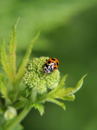 Close-up of ladybug on leaf