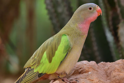 Close-up of a princess parakeet perching on tree